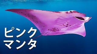 マンタがピンク色の理由と、オーストラリアにのみ生息する7つの動物