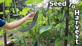 How to Grow Cucumbers Complete Growing Guide
