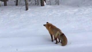 Red Fox hunting a mouse under the snow