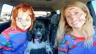 Chucky Surprises Puppy and Chucky with Car Ride Chase