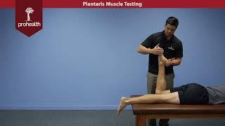 Plantaris Muscle Test Palp Dr Nikita Vizniak Muscle Manual