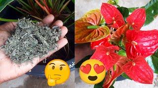 Miracle Fertilizer for Anthurium  Anthurium Fertilizer  Anthurium Care Tips