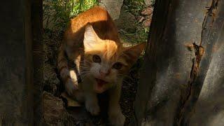 Feral kitten gives a chance to trust a human for the first time in his life