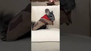 Cute Fluffy Chinchilla County Sheriff On The Town #shorts #chinchilla #pets #shortsfeed #viral