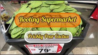 Rooting Supermarket Prickly Pear Cactus  Opuntia Nopal