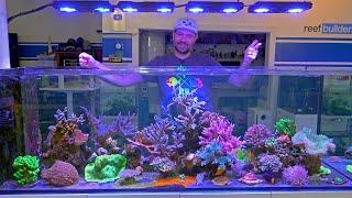 Simple Reefing makes for Best Coral Growth and Color