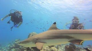 I went Scuba Diving with Sharks in the Maldives