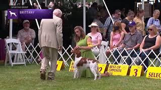 Brittanys  Breed Judging 2021