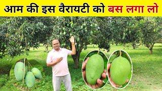 आम की इस वैरायटी को बस लगा लो फिर कहेंगे क्या बात है  aam ki kheti kaise karen  mango farming