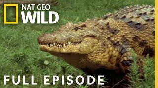 Ultimate Predators Full Episode  Worlds Deadliest