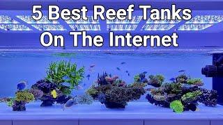 5 Best Reef Tanks On The Internet