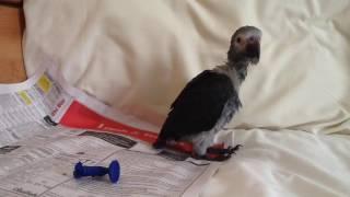 Baby Timneh African Grey Parrot trying to talk