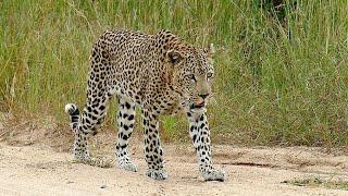 Leopard Walking at Transport Dam