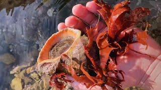 Coastal Foraging seafood Gathering catching crab and conch shellfish fish starfish