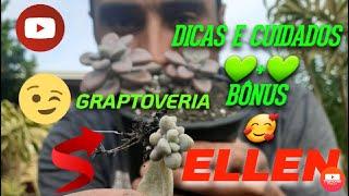 DICAS E CUIDADOS SUCULENTA GRAPTOVERIA  ELLEN + BÔNUS COMO FAZER MUDAS