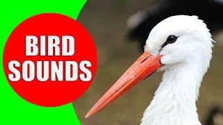 WATER BIRDS Sounds - Shore Birds Sea Birds Aquatic Birds and Waterfowls Identification Video