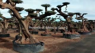 All our trees are carefully selected for you in Southern Europe.