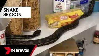 Australias snake season is here  7NEWS