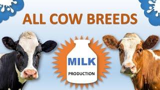 All Cow Breeds Based on Milk Production  Lowest to Highest  Cattle Breeds