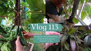 VLOG 113Je rempote mon philodendron Painted Lady  Des fourmis partout  Récolte au potager ...