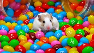  Colorful Hamster Maze with m&ms Candies 
