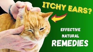 Ear Infections in Cats - Effective NATURAL Remedies  Dr. Katie Woodley - The Natural Pet Doctor