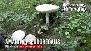 Conoscere i Funghi Amanita pseudoregalis  VELENOSO 