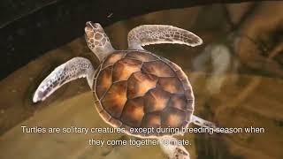 Turtles  Nature Calls