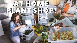 WEEKLY PLANT SHOP ROUTINE  Running an Online Houseplant Shop from Home