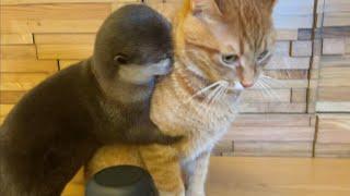 otter and cat at stay at home was interesting