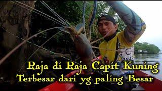 RAJA UDANG GALAH CAPIT KUNING TERBESAR DARI YANG PALING BESAR KOLONINYA  RAMAI #214