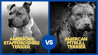 American Staffordshire Terrier vs. American Pitbull Terrier What’s The Difference?