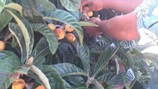 Harvesting Tropical Fruits from the Back Yard Garden in Northern California