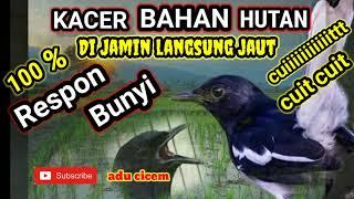 TERAPI KACER BAHAN SEKALIGUS PANCINGAN KACER BAHAN HUTAN DIJAMIN 100% LANGSUNG NYAUT