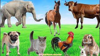 Lovely Animal Moments Cow Dog Cat Chicken Elephant - Animals Moment