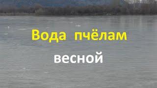 Все о воде для пчел весной