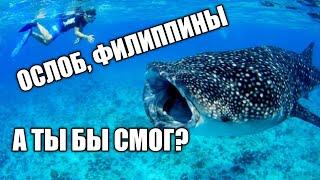 Плаваем с ОГРОМНЫМИ акулами на Филиппинах. Ослоб 2020. Swimming with whalesharks Oslob 2020.