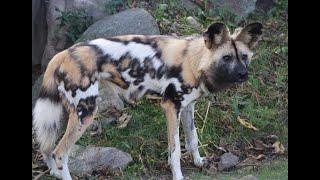 African Painted Dogs Debut at Franklin Park Zoo