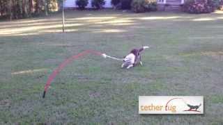 The Best Dog Toy Ever  Tether Tug Outdoor Dog Toy