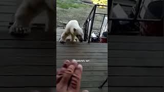 Polar Bear Begs For Help - HAPPY ENDING