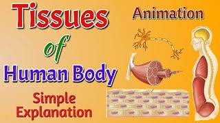 Tissues of Human Body  Animation  Simple Explanation