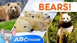  Bear Adventures  ABCmouse Tot-umentary Animal Video for Kids 