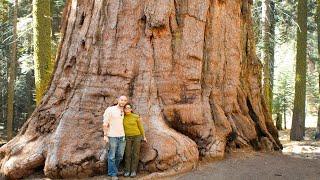 15 THICKEST Trees on Earth