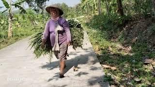  Gak Tahan ... Mengasingkan Diri Tinggal Di Rumah Dalam Hutan Terpencil Tanpa Tetangga  