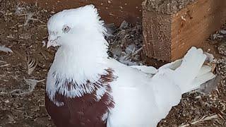21 февраля 2024 г. андижанские голуби узбекские голуби