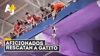 Así salvaron a un gatito de la muerte en un estadio #Shorts