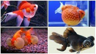 12 kinds of goldfish and their characteristics