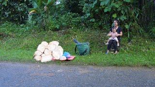 Take wild banana roots and sell them - an ingredient for making traditional honey cakes