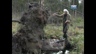 Наедине с природой. Валун под сосной  2012