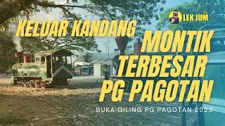 Akhirnya Montik PG Pagotan Paling Besar Keluar Kandang